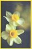 15 Pack-Discount Easter Cards -Retail .99-$1.49 ea.